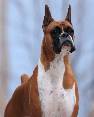 Wilma stack pro photo- head