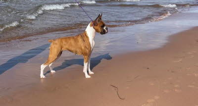 Macey1